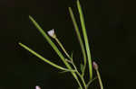 Fringed willowherb